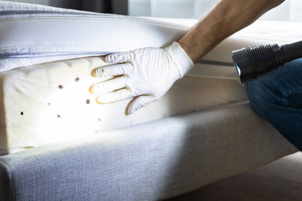 Best Residential Pest Control  in Raton, NM