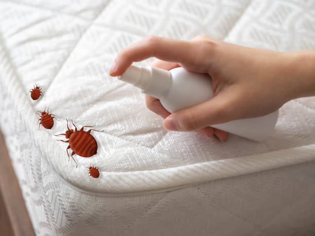 Best Termite Control Services  in Raton, NM