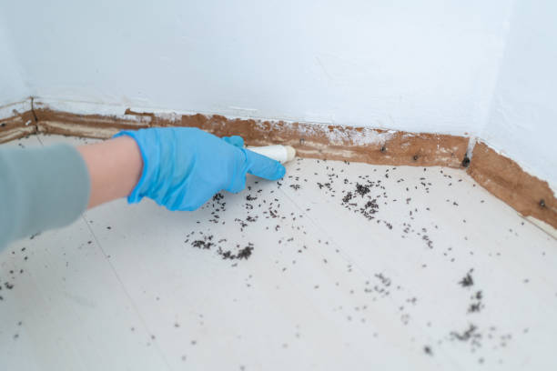 Wasp Removal Services in Raton, NM